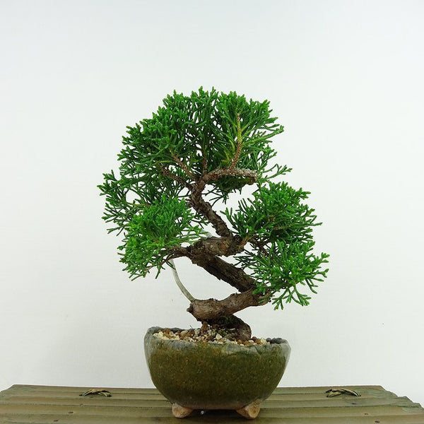 盆栽 真柏 樹高 約15cm しんぱく Juniperus chinensis シンパク “ジン” ヒノキ科 常緑樹 観賞用 小品 u1140946656