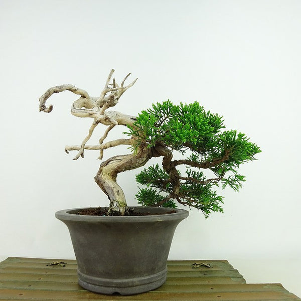 盆栽 真柏 樹高 約16cm しんぱく Juniperus chinensis シンパク ジン シャリ ヒノキ科 常緑樹 観賞用 小品 u1140944013