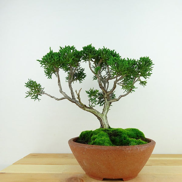 盆栽 真柏 樹高 約18cm しんぱく Juniperus chinensis シンパク “ジン シャリ” ヒノキ科 常緑樹 観賞用 小品 u1140940777