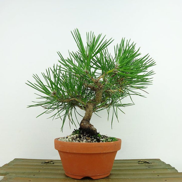 盆栽 松 黒松 樹高 約17cm くろまつ Pinus thunbergii クロマツ マツ科 常緑針葉樹 観賞用 小品 l1140936929