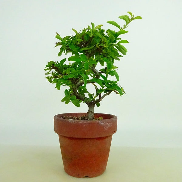 盆栽 ピラカンサ 樹高 約13～14cm Pyracantha バラ科 常緑樹 観賞用 小品 数量物 セレクト