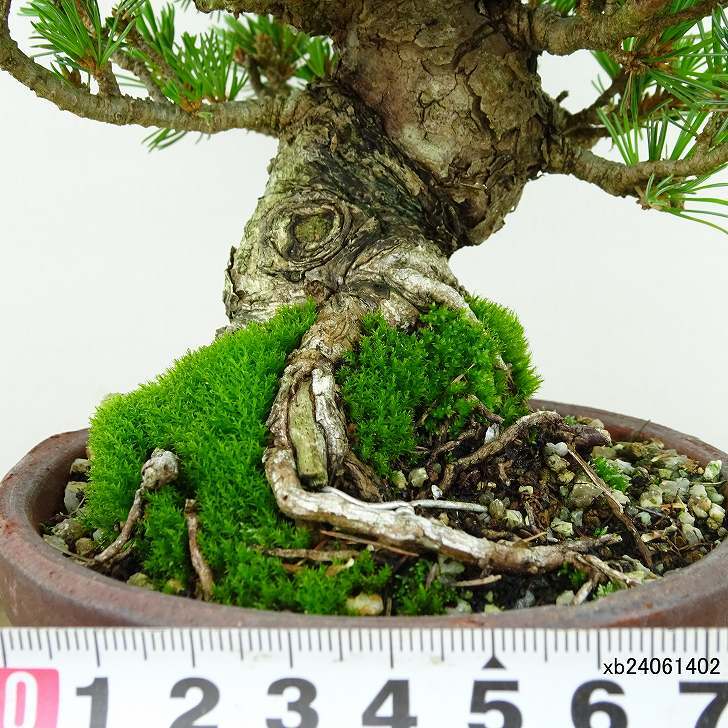 盆栽 松 五葉松 樹高 約15cm ごようまつ Pinus parviflora ゴヨウマツ マツ科 常緑針葉樹 観賞用 小品 h1141841031