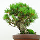 盆栽 松 五葉松 樹高 約15cm ごようまつ Pinus parviflora ゴヨウマツ マツ科 常緑針葉樹 観賞用 小品 h1141841031