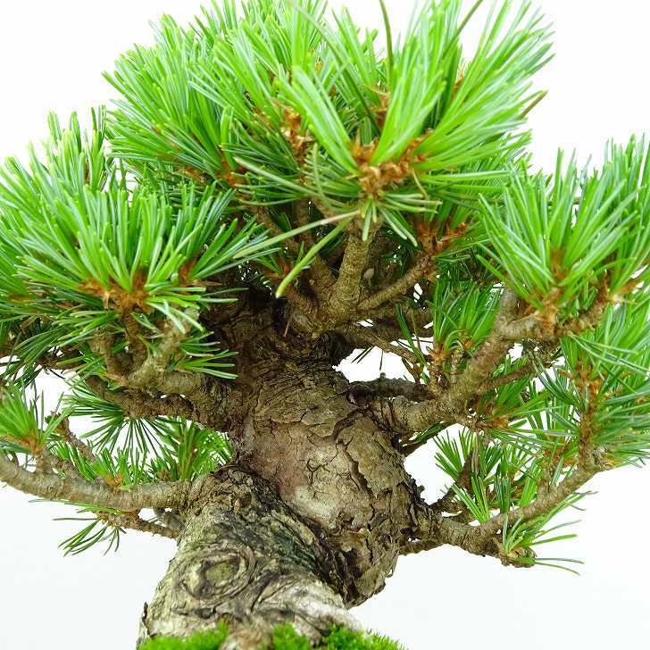 盆栽 松 五葉松 樹高 約15cm ごようまつ Pinus parviflora ゴヨウマツ マツ科 常緑針葉樹 観賞用 小品 h1141841031