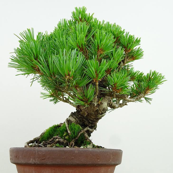 盆栽 松 五葉松 樹高 約15cm ごようまつ Pinus parviflora ゴヨウマツ マツ科 常緑針葉樹 観賞用 小品 h1141841031