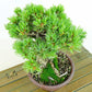 盆栽 松 五葉松 樹高 約15cm ごようまつ Pinus parviflora ゴヨウマツ マツ科 常緑針葉樹 観賞用 小品 h1141841031