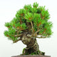 盆栽 松 五葉松 樹高 約15cm ごようまつ Pinus parviflora ゴヨウマツ マツ科 常緑針葉樹 観賞用 小品 h1141841031