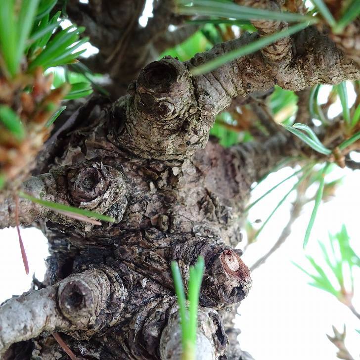 盆栽 松 五葉松 樹高 約15cm ごようまつ Pinus parviflora ゴヨウマツ マツ科 常緑針葉樹 観賞用 小品 h1141841031