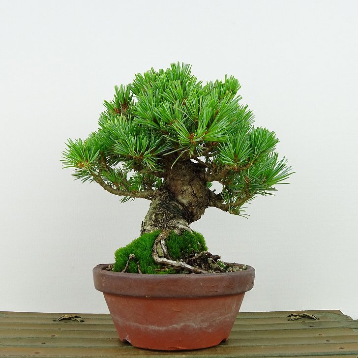 盆栽 松 五葉松 樹高 約15cm ごようまつ Pinus parviflora ゴヨウマツ マツ科 常緑針葉樹 観賞用 小品 h1141841031