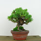 盆栽 松 五葉松 樹高 約15cm ごようまつ Pinus parviflora ゴヨウマツ マツ科 常緑針葉樹 観賞用 小品 h1141841031