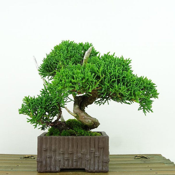 盆栽 真柏 樹高 約13cm しんぱく Juniperus chinensis シンパク “ジン” ヒノキ科 常緑樹 観賞用 小品