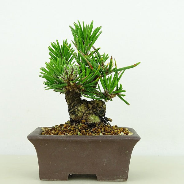 盆栽 松 黒松 寸松 樹高 約9cm くろまつ Pinus thunbergii クロマツ 寸梢 マツ科 常緑針葉樹 観賞用 小品 1141810641