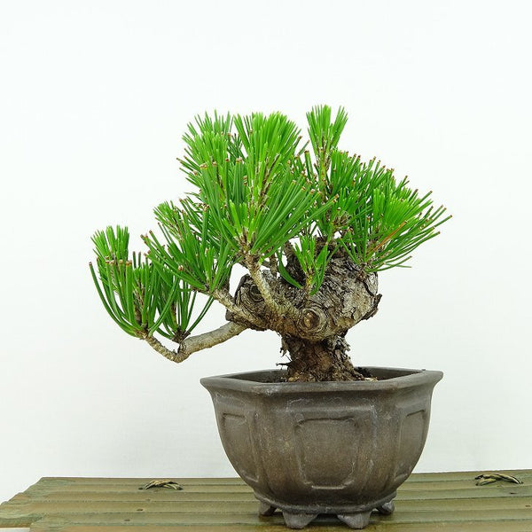 盆栽 松 黒松 樹高 約12cm くろまつ Pinus thunbergii クロマツ マツ科 常緑針葉樹 観賞用 小品