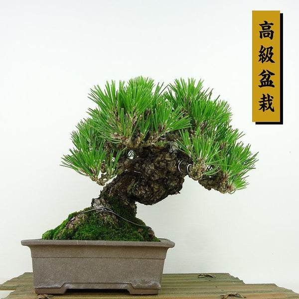 盆栽 松 黒松 樹高 約17cm くろまつ 高級盆栽 Pinus thunbergii クロマツ マツ科 常緑針葉樹 観賞用 小品 c1141815997