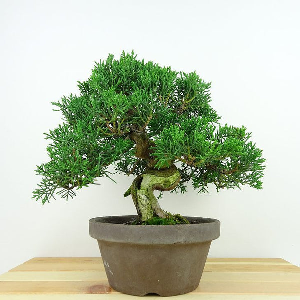 盆栽 真柏 樹高 約19cm しんぱく Juniperus chinensis シンパク “ジン シャリ” ヒノキ科 常緑樹 観賞用 小品 g1141839159