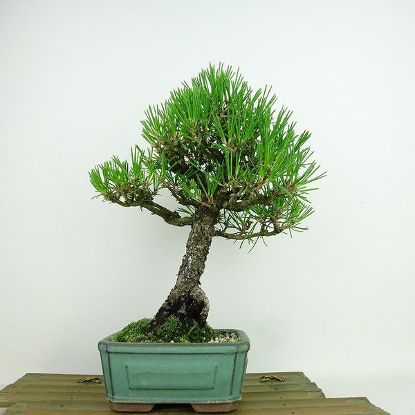 盆栽 松 黒松 樹高 約24cm くろまつ Pinus thunbergii クロマツ マツ科 常緑針葉樹 観賞用 m1141813397