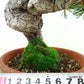 盆栽 松 五葉松 樹高 約19cm ごようまつ Pinus parviflora ゴヨウマツ マツ科 常緑針葉樹 観賞用 小品 j1141826149