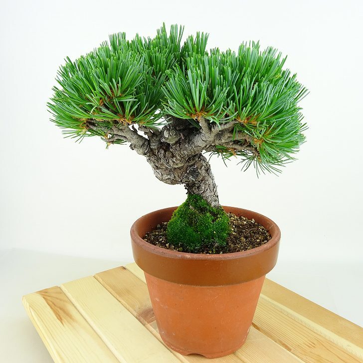 盆栽 松 五葉松 樹高 約19cm ごようまつ Pinus parviflora ゴヨウマツ マツ科 常緑針葉樹 観賞用 小品 j1141826149