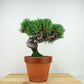 盆栽 松 五葉松 樹高 約19cm ごようまつ Pinus parviflora ゴヨウマツ マツ科 常緑針葉樹 観賞用 小品 j1141826149