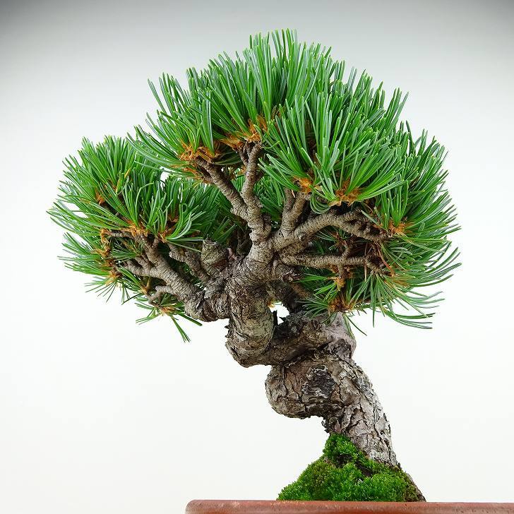 盆栽 松 五葉松 樹高 約19cm ごようまつ Pinus parviflora ゴヨウマツ マツ科 常緑針葉樹 観賞用 小品 j1141826149