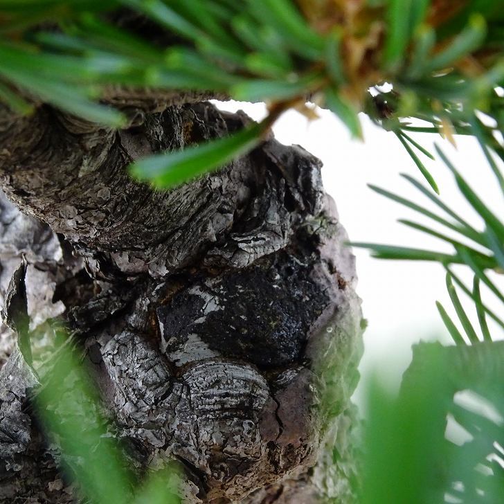 盆栽 松 五葉松 樹高 約19cm ごようまつ Pinus parviflora ゴヨウマツ マツ科 常緑針葉樹 観賞用 小品 j1141826149