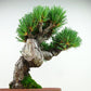 盆栽 松 五葉松 樹高 約19cm ごようまつ Pinus parviflora ゴヨウマツ マツ科 常緑針葉樹 観賞用 小品 j1141826149