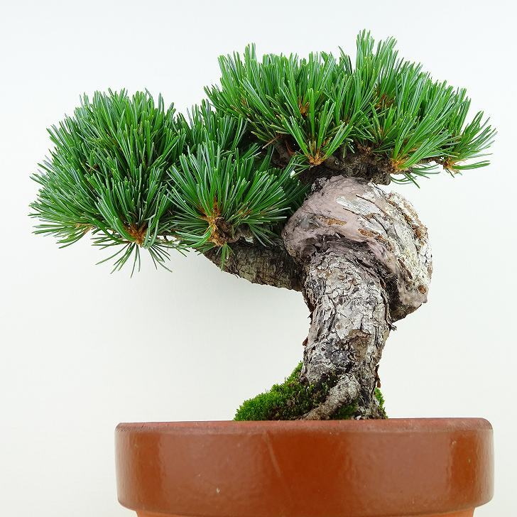 盆栽 松 五葉松 樹高 約19cm ごようまつ Pinus parviflora ゴヨウマツ マツ科 常緑針葉樹 観賞用 小品 j1141826149