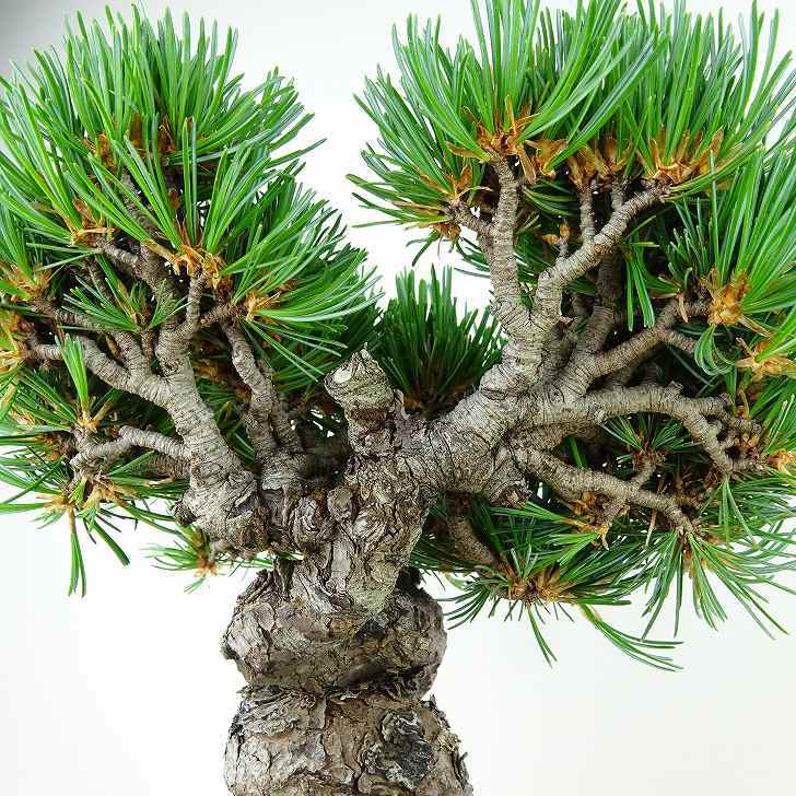 盆栽 松 五葉松 樹高 約19cm ごようまつ Pinus parviflora ゴヨウマツ マツ科 常緑針葉樹 観賞用 小品 j1141826149