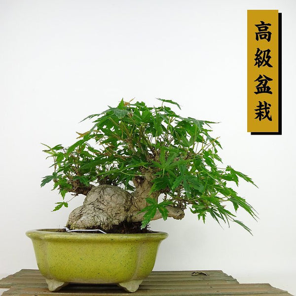 盆栽 紅葉 樹高 約16cm もみじ 高級盆栽 Acer palmatum モミジ カエデ科 落葉樹 観賞用 小品 j1141837749