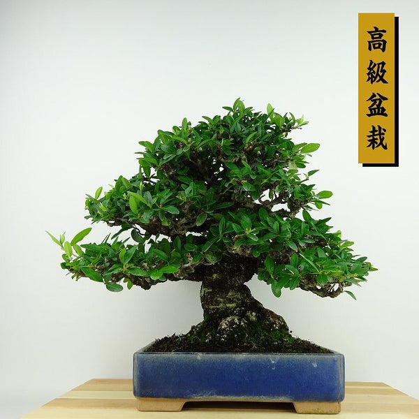 盆栽 ピラカンサ 樹高 約26cm 高級盆栽 Pyracantha バラ科 常緑樹 観賞用 w1141842880