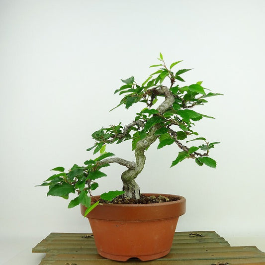 盆栽 岩四手 樹高 約19cm いわしで Carpinus turczaninovii イワシデ カバノキ科 落葉樹 観賞用 小品