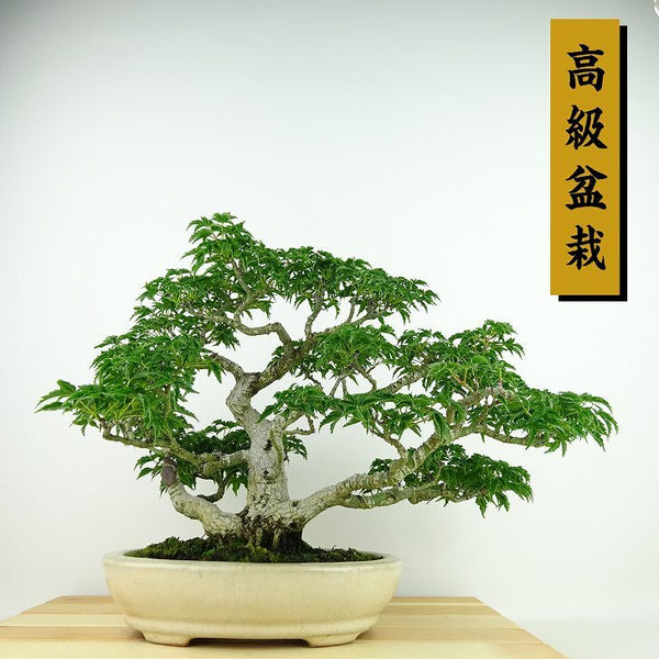 盆栽 紅葉 獅子頭 樹高 22cm もみじ 高級盆栽 Acer palmatum モミジ シシガシラ カエデ科 落葉樹 観賞用 f1141844254