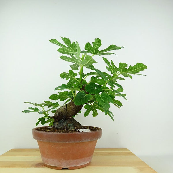 盆栽 無花果 樹高 約23cm いちじく Ficus carica イチジク クワ科 イチジク属 落葉樹 観賞用 o1142417727