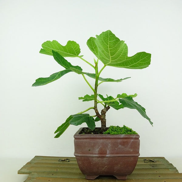 盆栽 無花果 樹高 約17cm いちじく Ficus carica イチジク クワ科 イチジク属 落葉樹 観賞用 小品 v1142422371