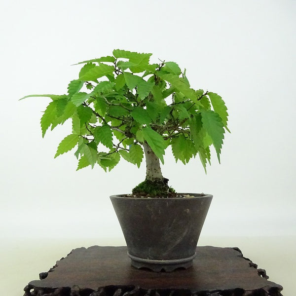 盆栽 欅 樹高 約11cm けやき Zelkova serrata ケヤキ 紅葉 ニレ科 ケヤキ属 落葉樹 観賞用 小品