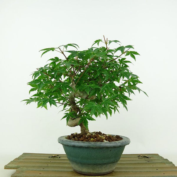 盆栽 紅葉 樹高 約18cm もみじ Acer palmatum モミジ カエデ科 落葉樹 観賞用 小品 r1142393096