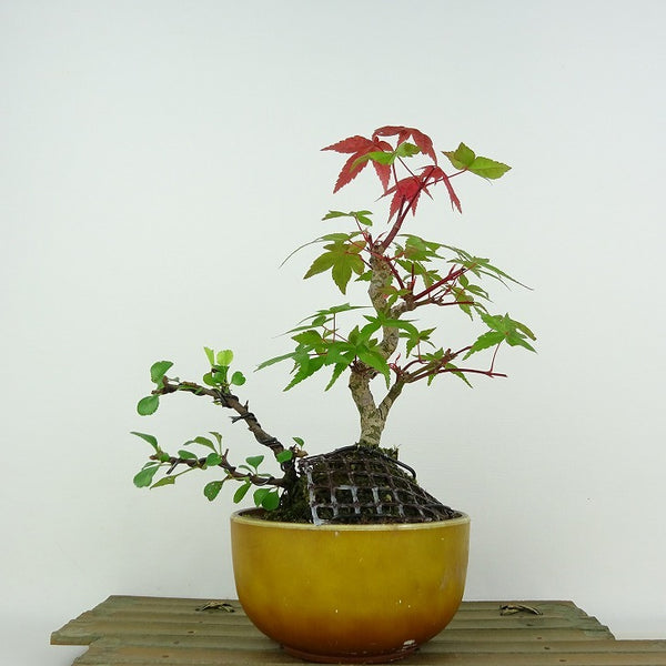 盆栽 紅葉 出猩々 長寿梅 樹高 約20cm もみじ Acer palmatum モミジ チョウジュバイ カエデ科 落葉樹 観賞用 小品 m1142426902