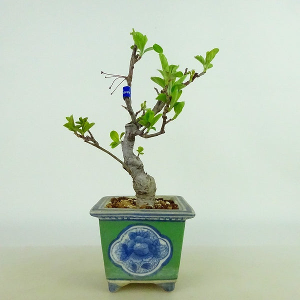 盆栽 海棠 樹高 約19～20cm かいどう Malus micromalus カイドウ バラ科 落葉樹 観賞用 小品 数量物 セレクト u1142989275