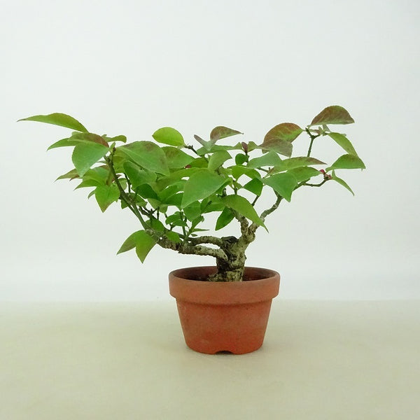 盆栽 こまゆみ ミニ盆栽 樹高 約9cm Euonymus alatus form ciliatodentatus コマユミ ニシキギ科 落葉広葉樹 観賞用 小品 g1143287792