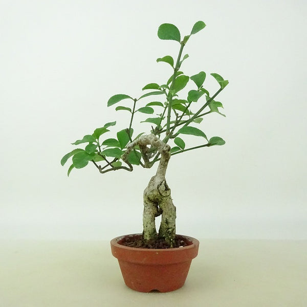 盆栽 こまゆみ ミニ盆栽 樹高 約16cm Euonymus alatus form ciliatodentatus コマユミ 根上り ニシキギ科 落葉広葉樹 観賞用 小品 t1143269440