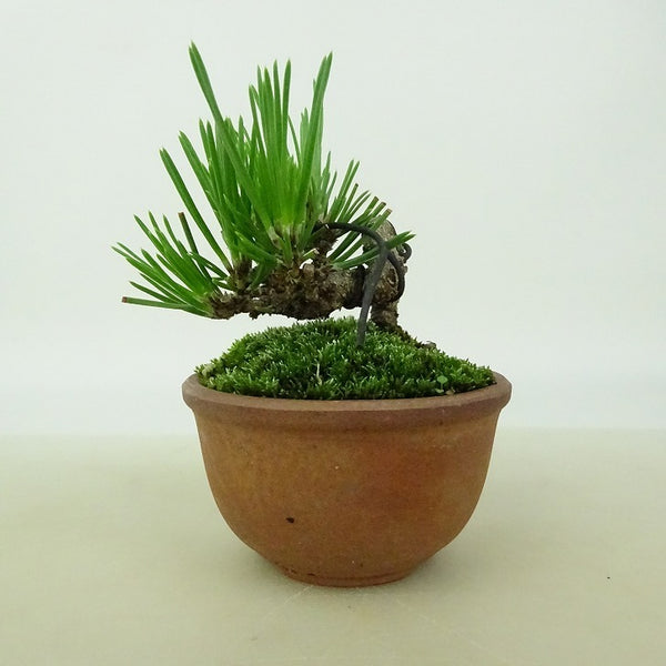 盆栽 松 黒松 ミニ盆栽 樹高 約7cm くろまつ Pinus thunbergii クロマツ マツ科 常緑針葉樹 観賞用 小品