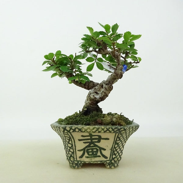 盆栽 楡欅 ミニ盆栽 樹高 約9.5cm にれけやき Ulmus parvifolia ニレケヤキ 紅葉 ニレ科 落葉樹 観賞用 小品 u1143303124