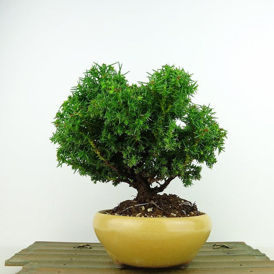 盆栽 杉 八房 樹高 約18cm すぎ Cryptomeria japonica スギ ヒノキ科 スギ属 常緑樹 観賞用 小品 w1143384013