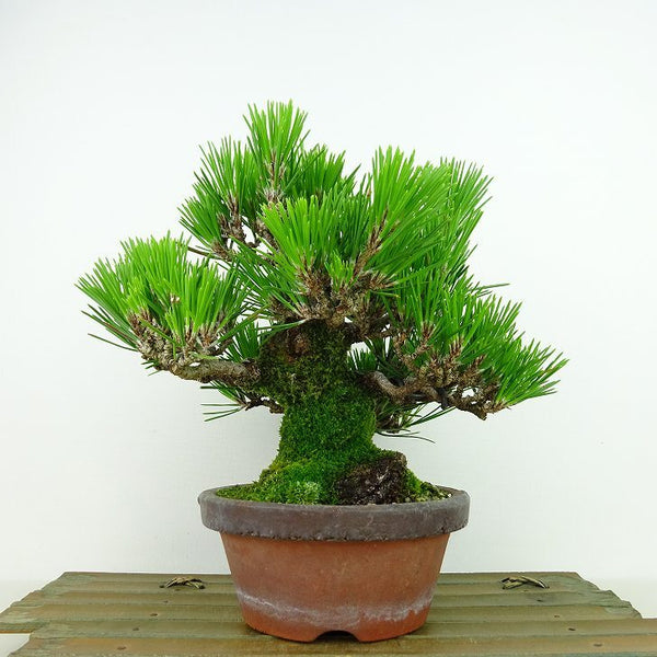 盆栽 松 黒松 樹高 約17cm くろまつ Pinus thunbergii クロマツ マツ科 常緑針葉樹 観賞用 小品 s1143384583