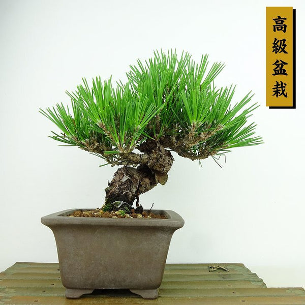 盆栽 松 黒松 瑞宝 樹高 約20cm くろまつ 高級盆栽 Pinus thunbergii クロマツ マツ科 常緑針葉樹 観賞用 小品 v1143382139