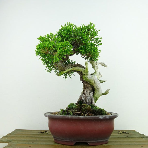 盆栽 真柏 樹高 約18cm しんぱく Juniperus chinensis シンパク “ジン シャリ” ヒノキ科 常緑樹 観賞用 小品 w1143382781