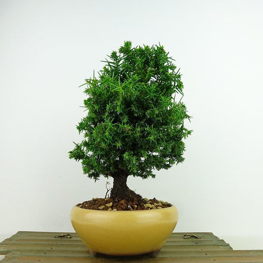 盆栽 杉 八房 樹高 約19cm すぎ Cryptomeria japonica スギ ヒノキ科 スギ属 常緑樹 観賞用 小品 s1143384830