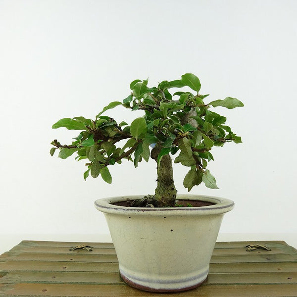 盆栽 夏茱萸 樹高 約9cm なつぐみ Elaeagnus multiflora ナツグミ グミ科 落葉樹 観賞用 小品 r1143382791