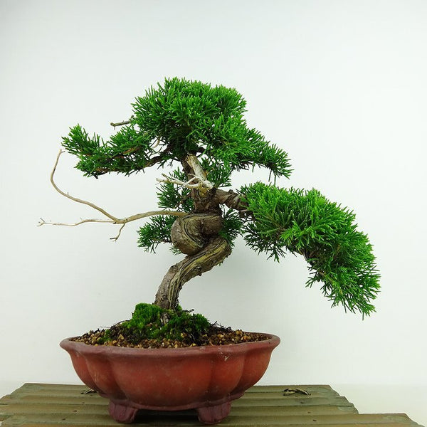 盆栽 真柏 樹高 約20cm しんぱく Juniperus chinensis シンパク “ジン シャリ” ヒノキ科 常緑樹 観賞用 小品 v1143411790