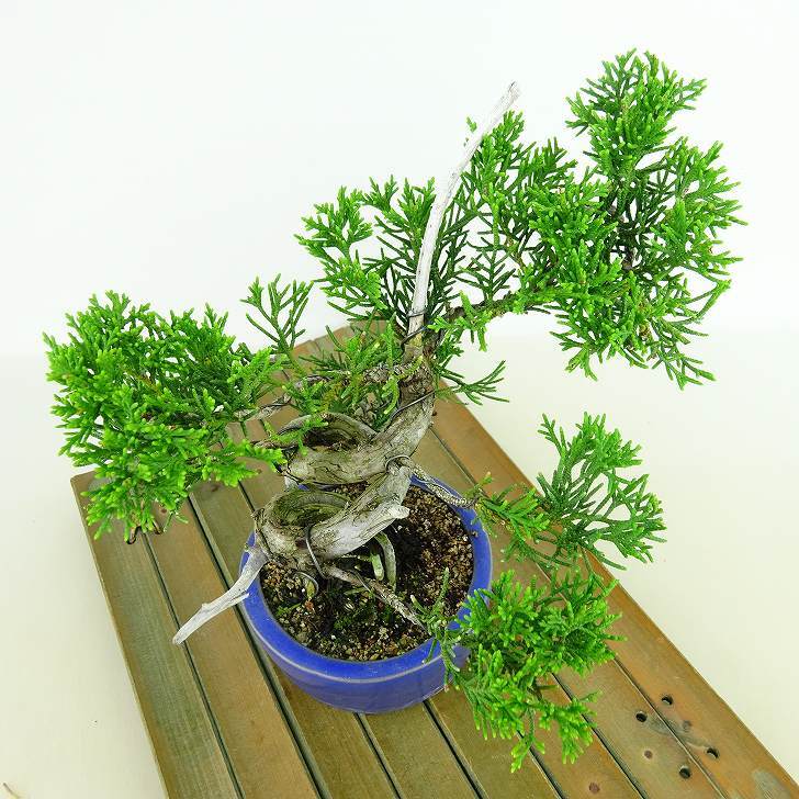 盆栽 真柏 樹高 約15cm しんぱく Juniperus chinensis シンパク “ジン シャリ” ヒノキ科 常緑樹 観賞用 小品 – 森流  - 奇異植物、爬蟲、水族 | GreenFlow Exotic Pets & Plants